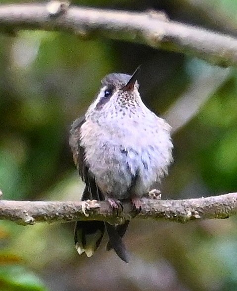 Speckled Hummingbird - Steve Davis