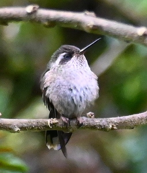 Speckled Hummingbird - ML616094225