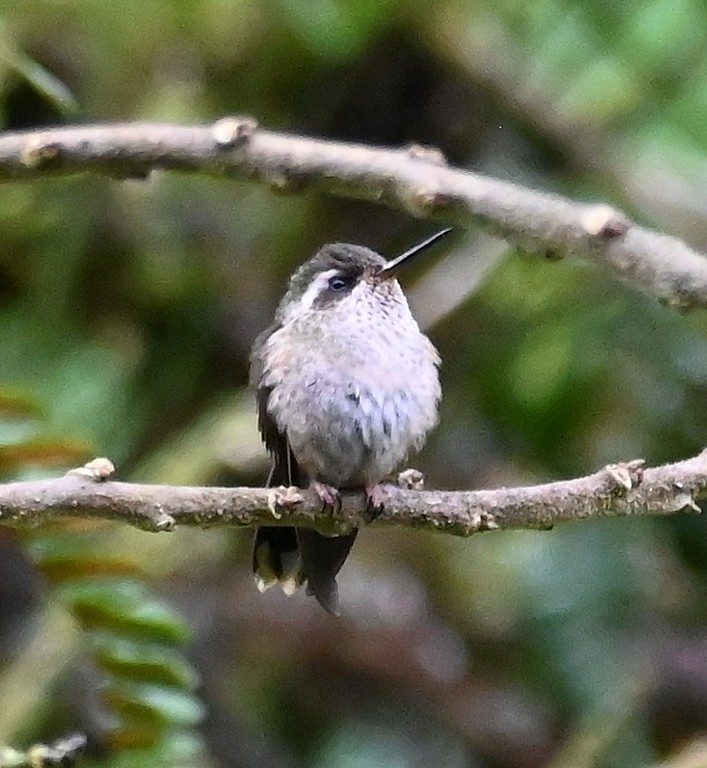 Speckled Hummingbird - ML616094226