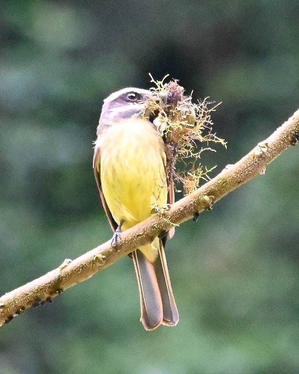 Golden-bellied Flycatcher - ML616094237