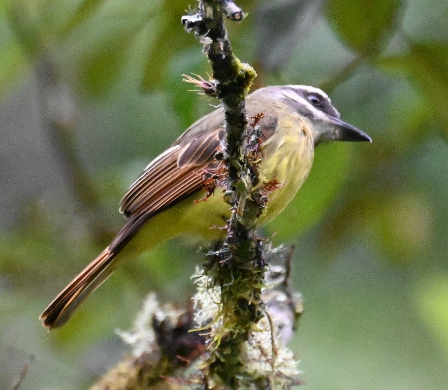 Golden-bellied Flycatcher - ML616094239