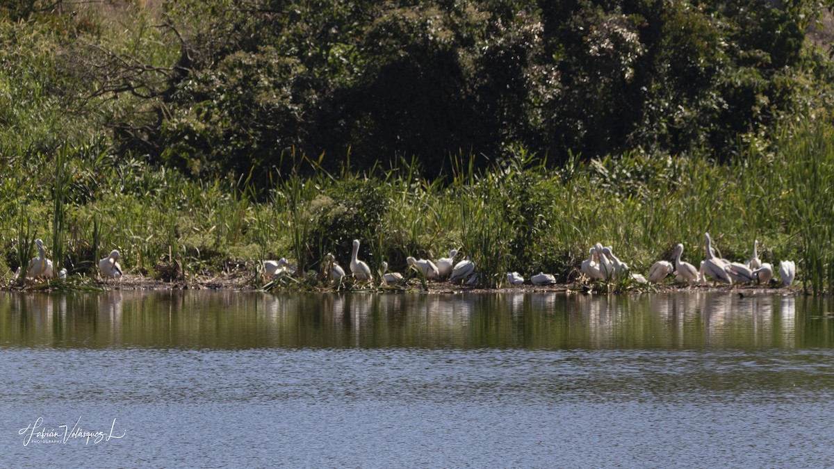 American White Pelican - ML616094246