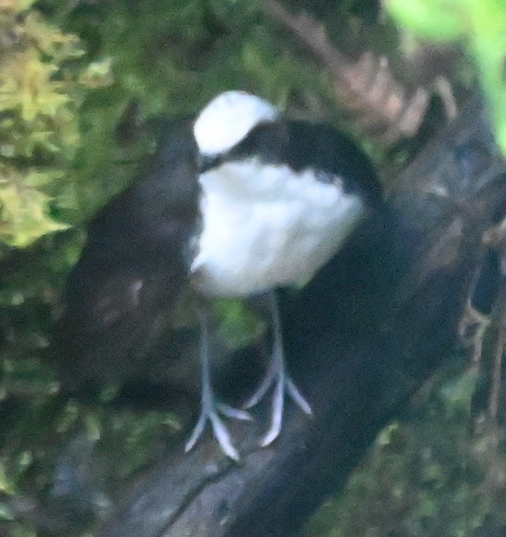 White-capped Dipper - ML616094249