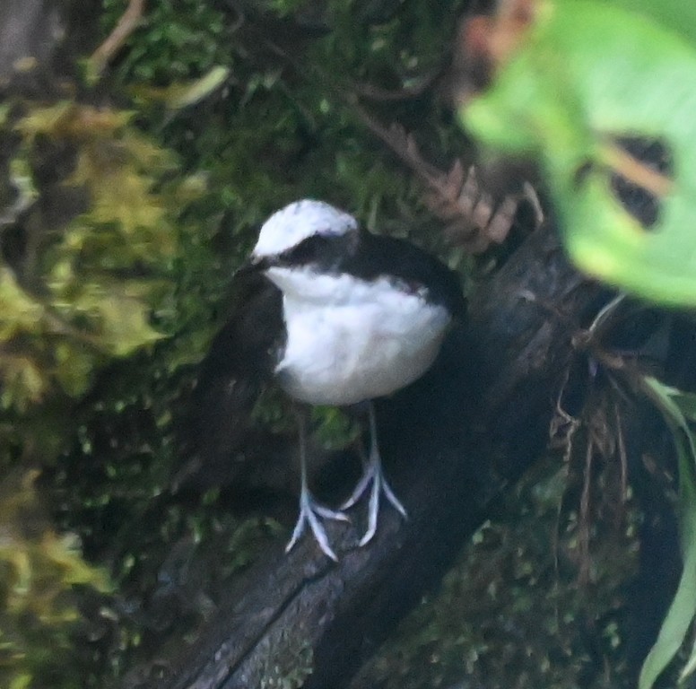 White-capped Dipper - ML616094250