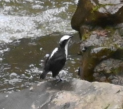 White-capped Dipper - ML616094251