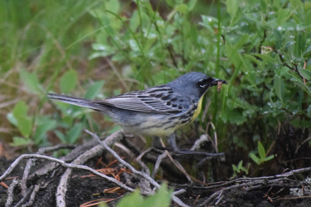 Kirtland's Warbler - ML616094262