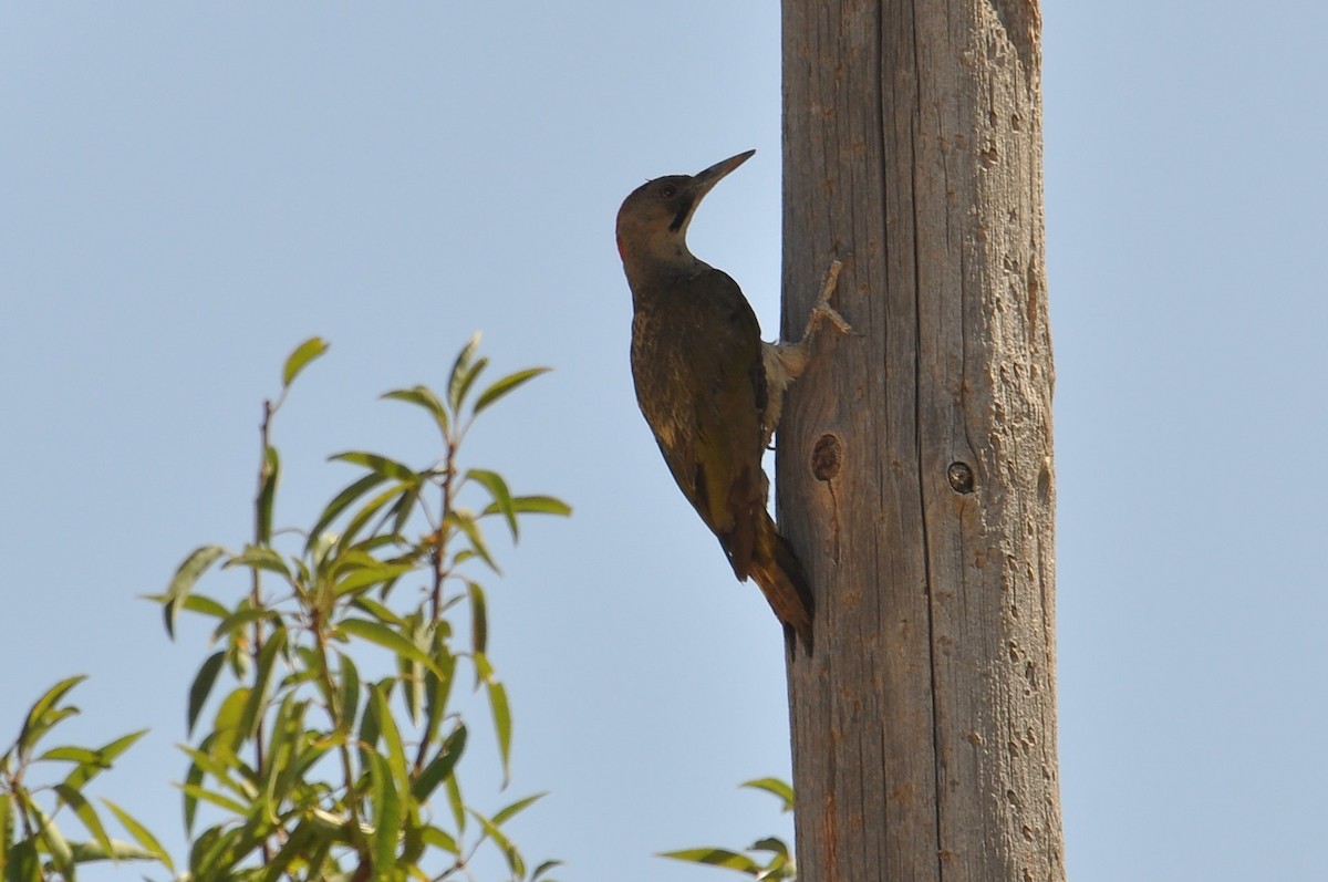 Iberian Green Woodpecker - Jorge  Safara