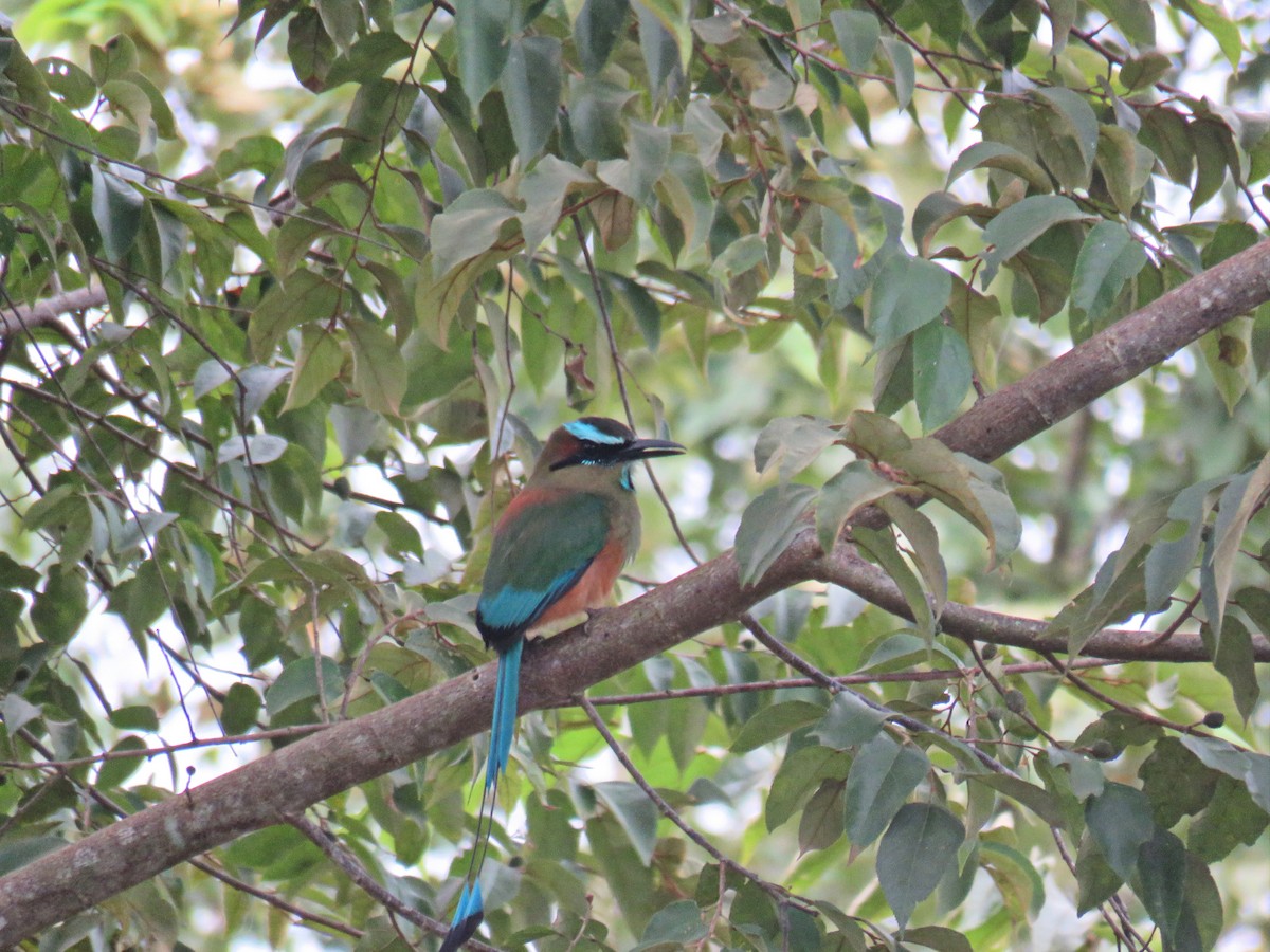 Motmot à sourcils bleus - ML616094320