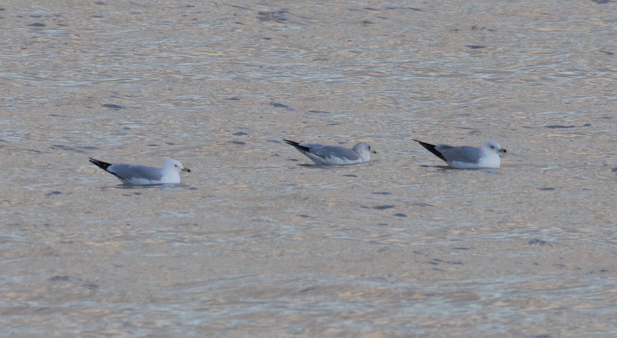 Ring-billed Gull - ML616094337