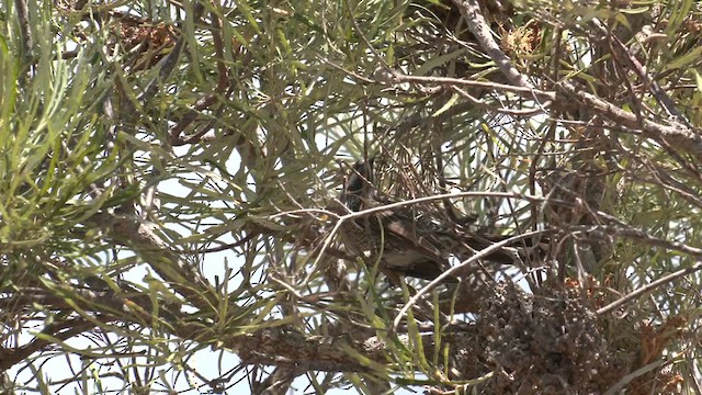 Western Wattlebird - ML616094451