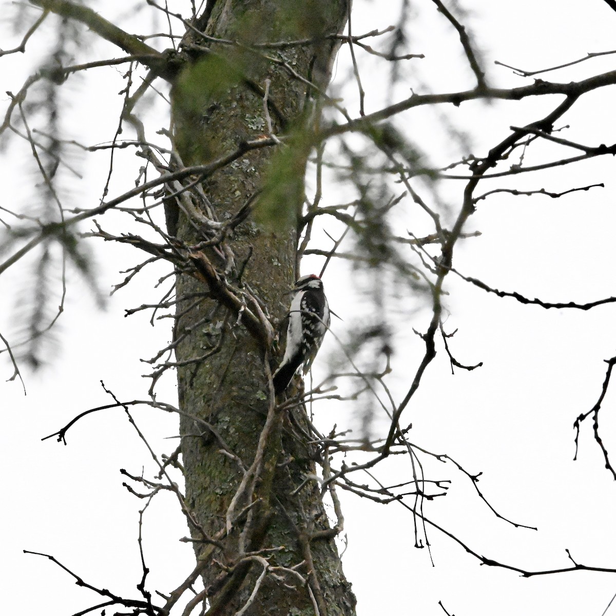 Downy Woodpecker - ML616094479