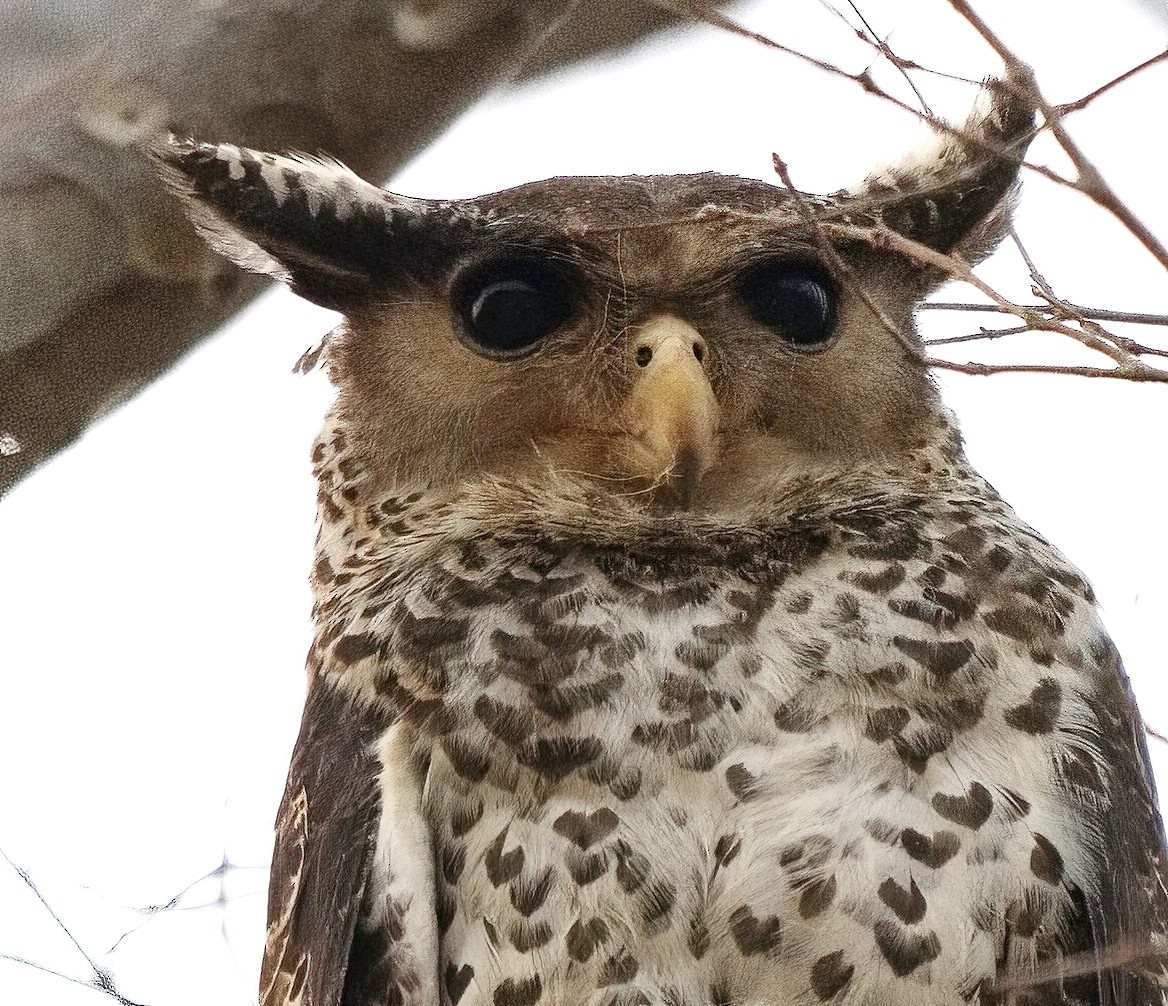 Spot-bellied Eagle-Owl - DAB DAB