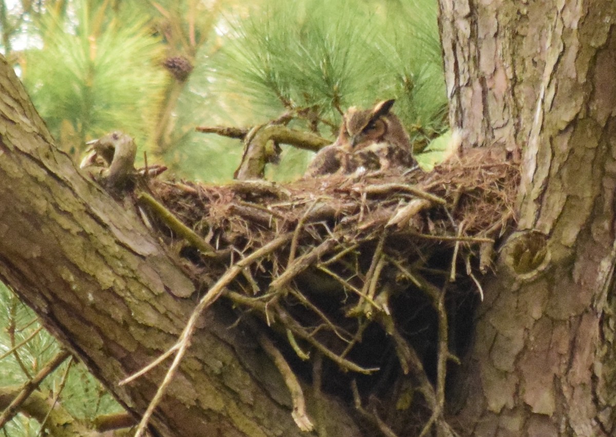 Great Horned Owl - ML616094530