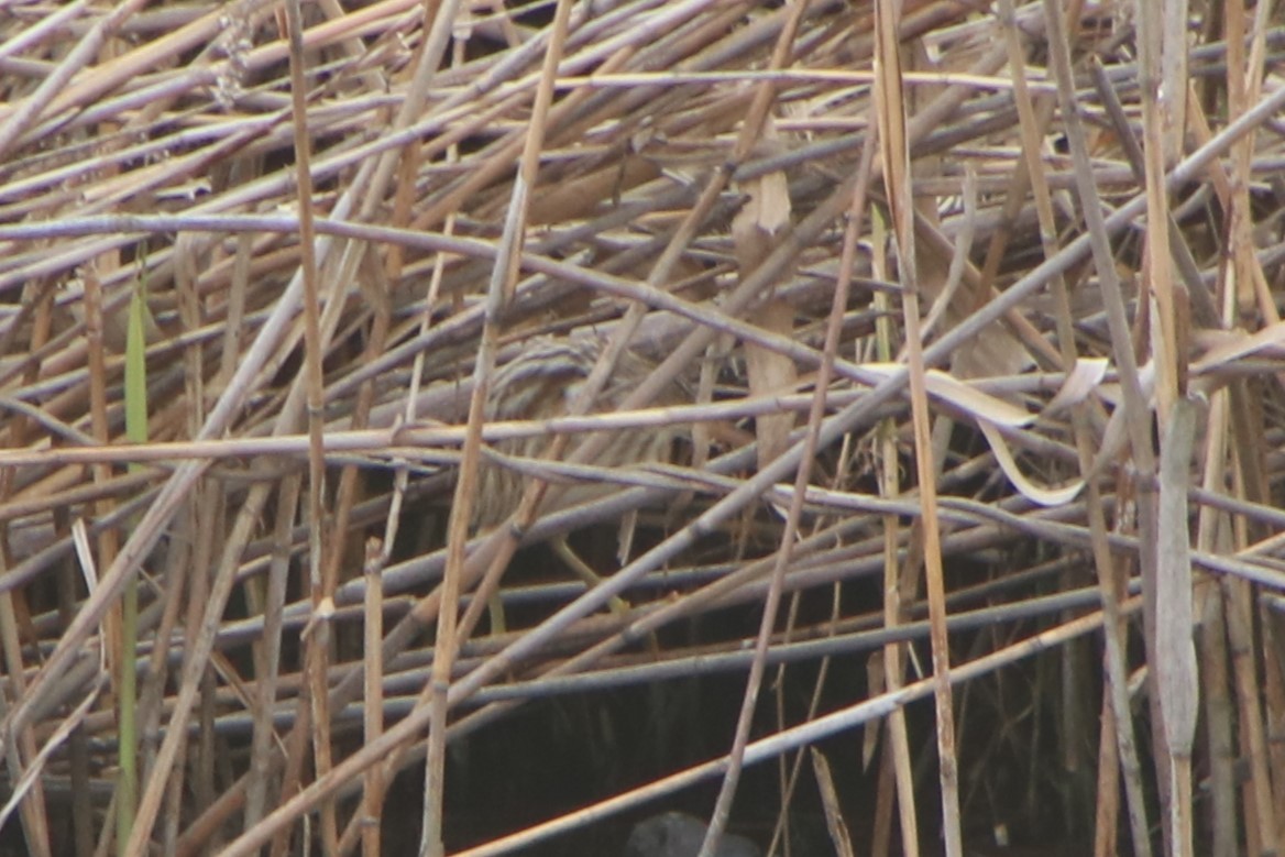 Yellow Bittern - Johnny Robertson