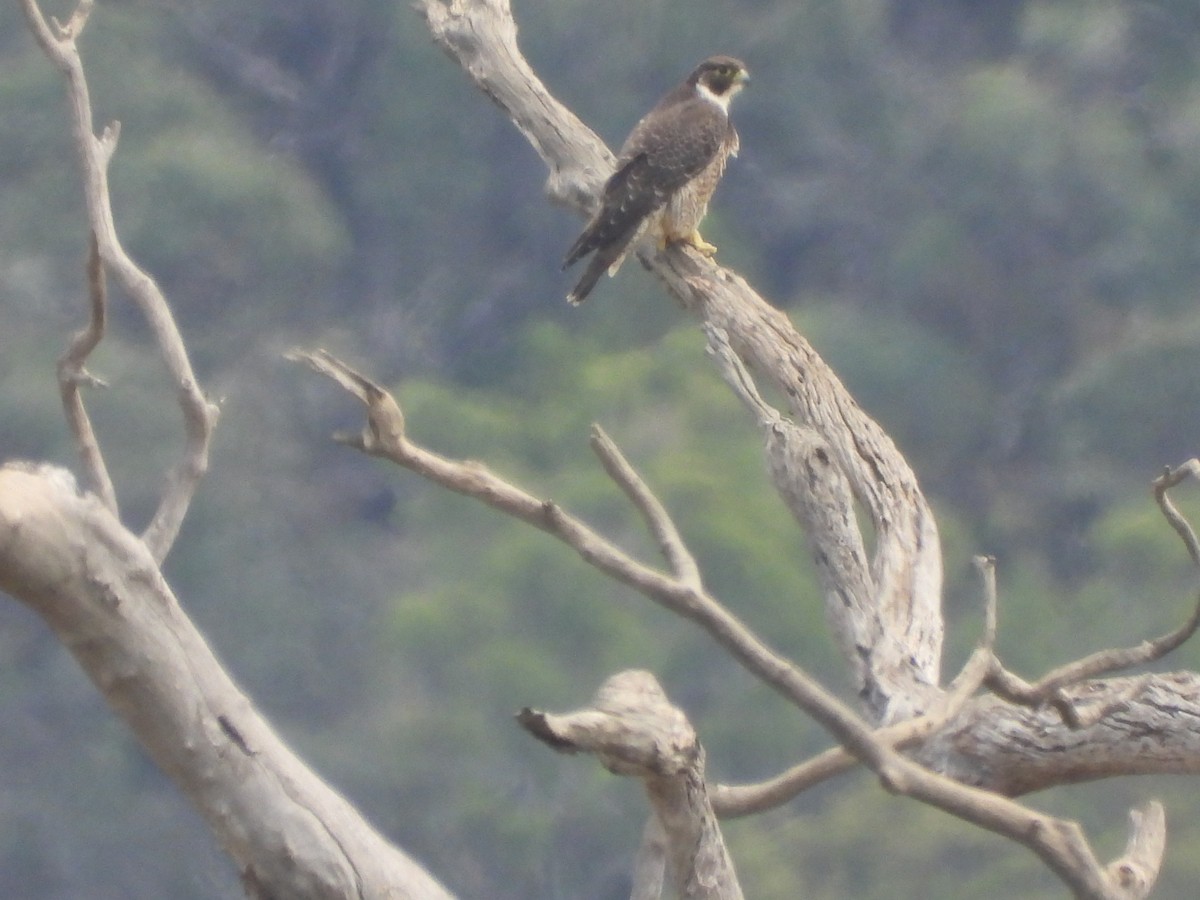 Peregrine Falcon - ML616094681