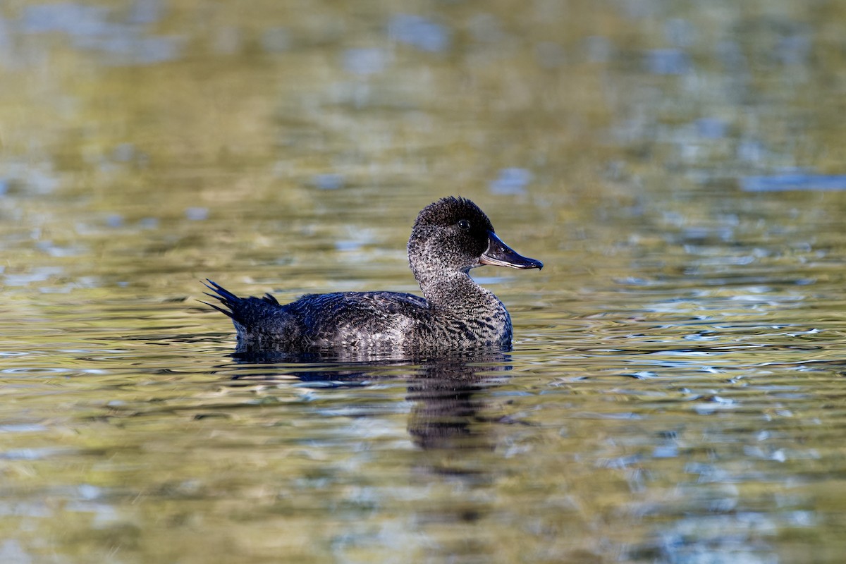 Blue-billed Duck - ML616094723