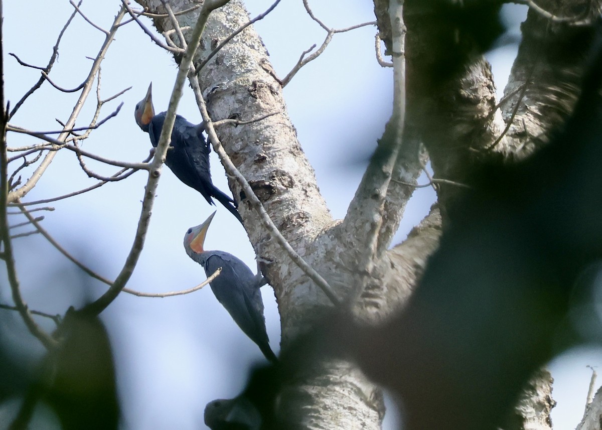 Great Slaty Woodpecker - ML616094786