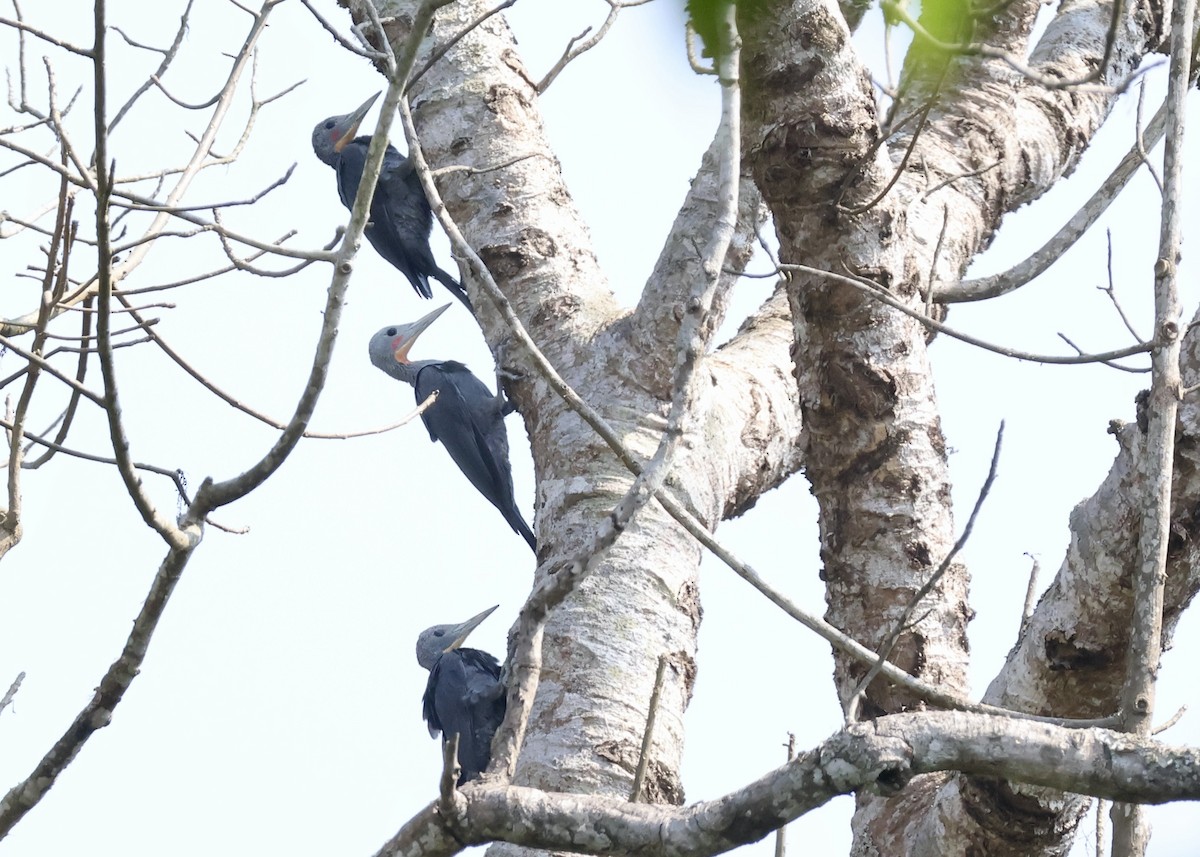 Great Slaty Woodpecker - ML616094792