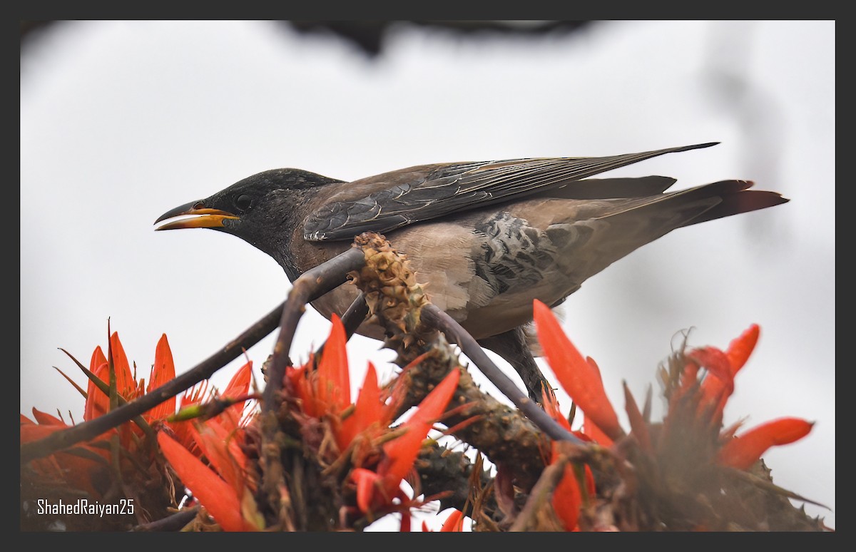 Rosy Starling - ML616094811