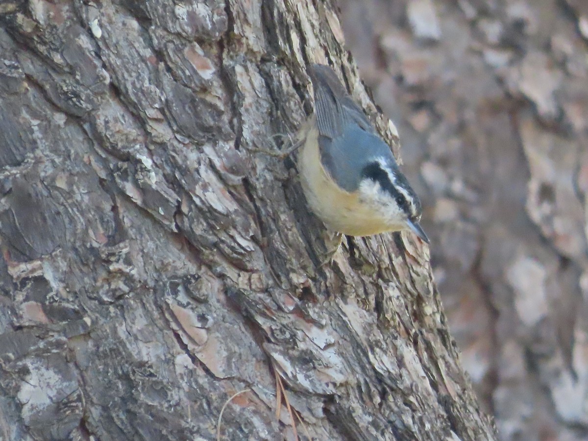 Red-breasted Nuthatch - ML616094822
