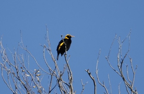 Regent Bowerbird - ML616094851