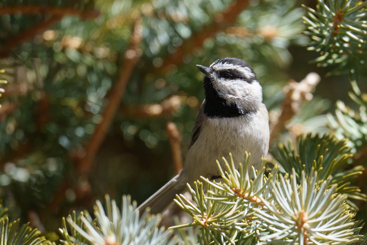 Mountain Chickadee - Linda Chittum