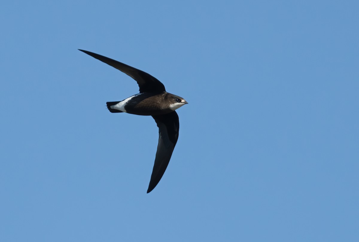 White-throated Needletail - ML616094879