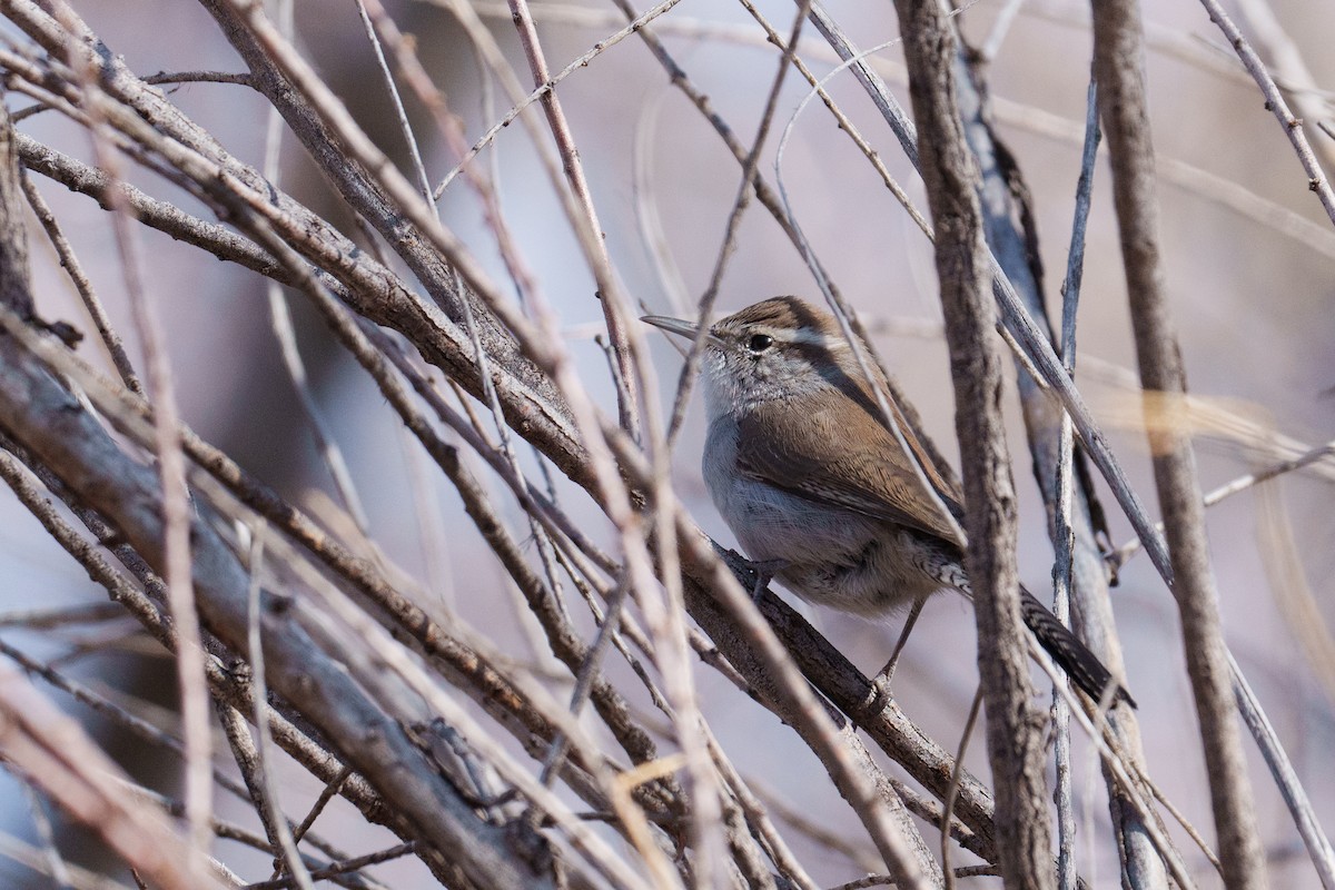 Bewick's Wren - ML616094881