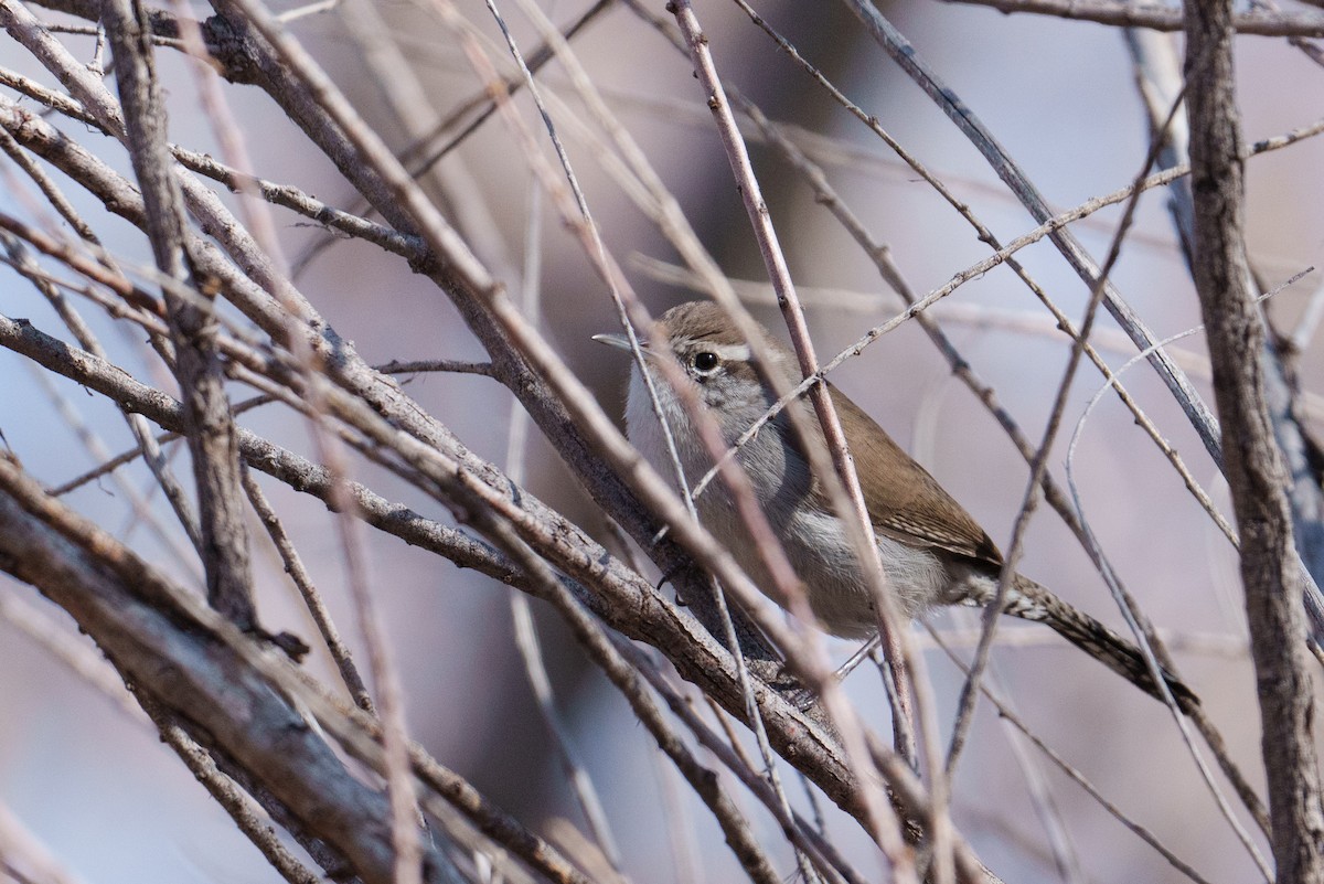 Bewick's Wren - ML616094888