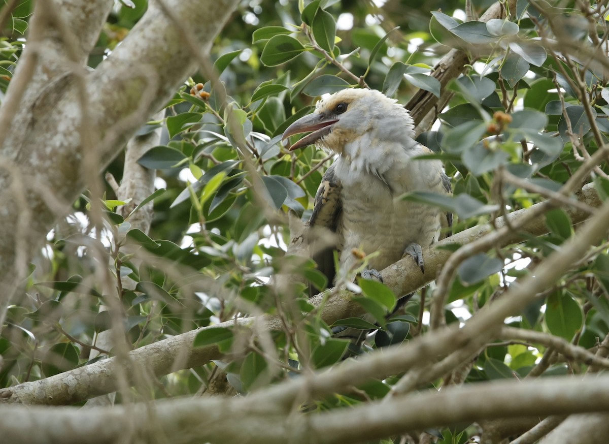 Channel-billed Cuckoo - ML616094899