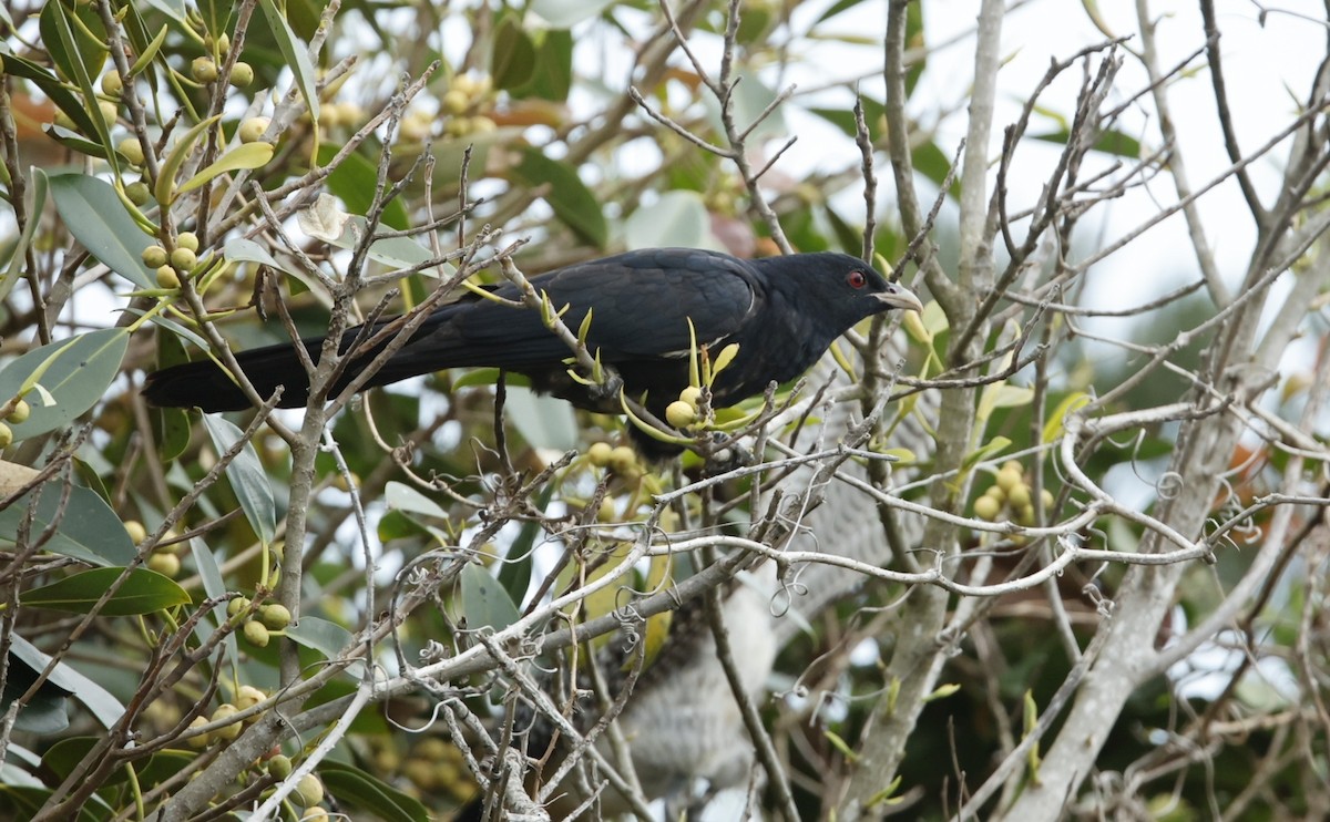 Pacific Koel - David Ongley