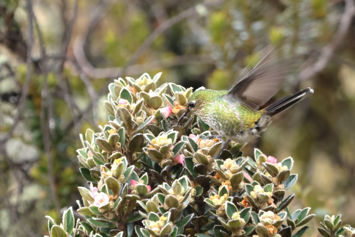 Colibrí Piquicorto Dorsinegro - ML616094964