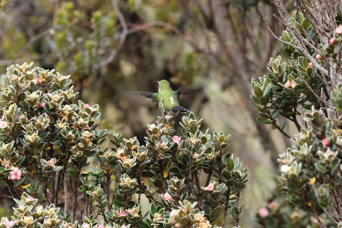 Colibrí Piquicorto Dorsinegro - ML616094966