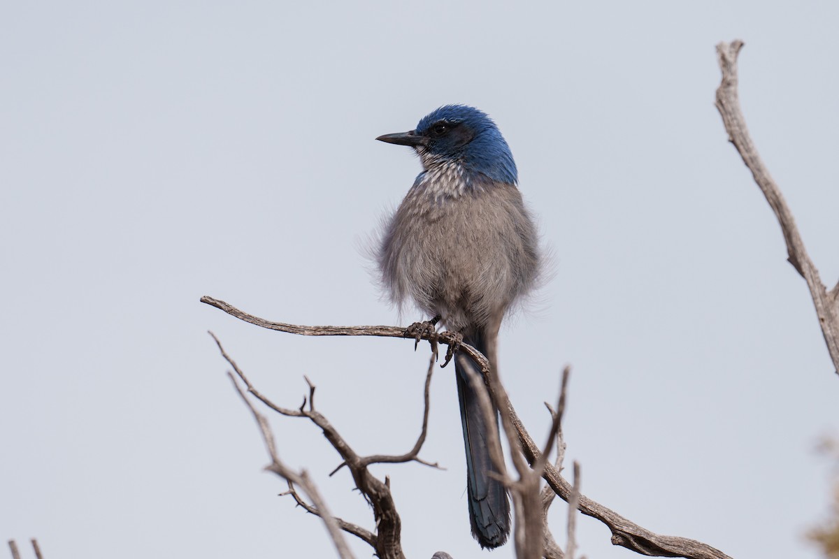 Woodhouse's Scrub-Jay - ML616094994