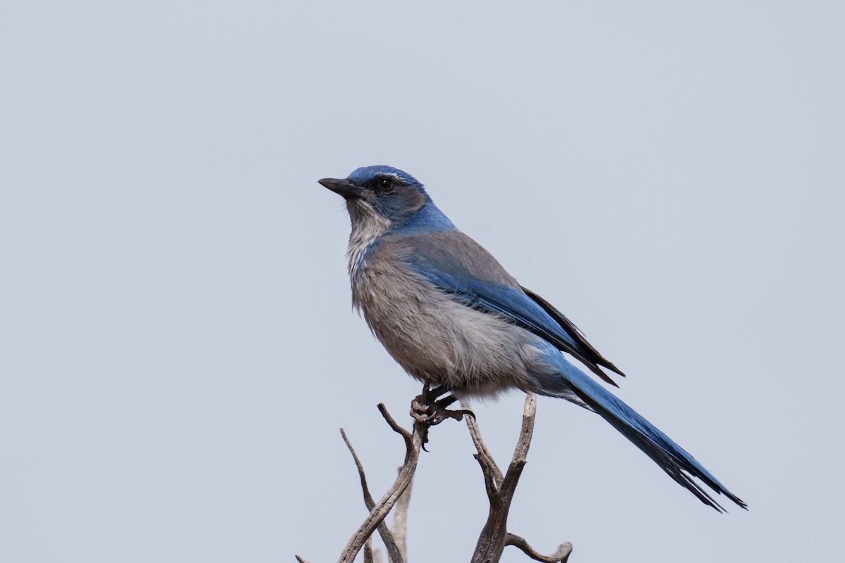 Woodhouse's Scrub-Jay - ML616094995