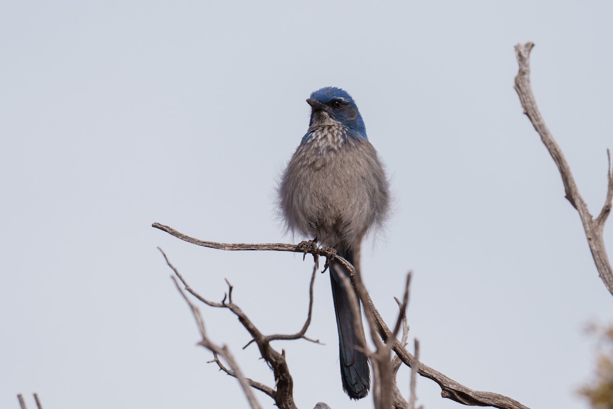 Woodhouse's Scrub-Jay - ML616094996