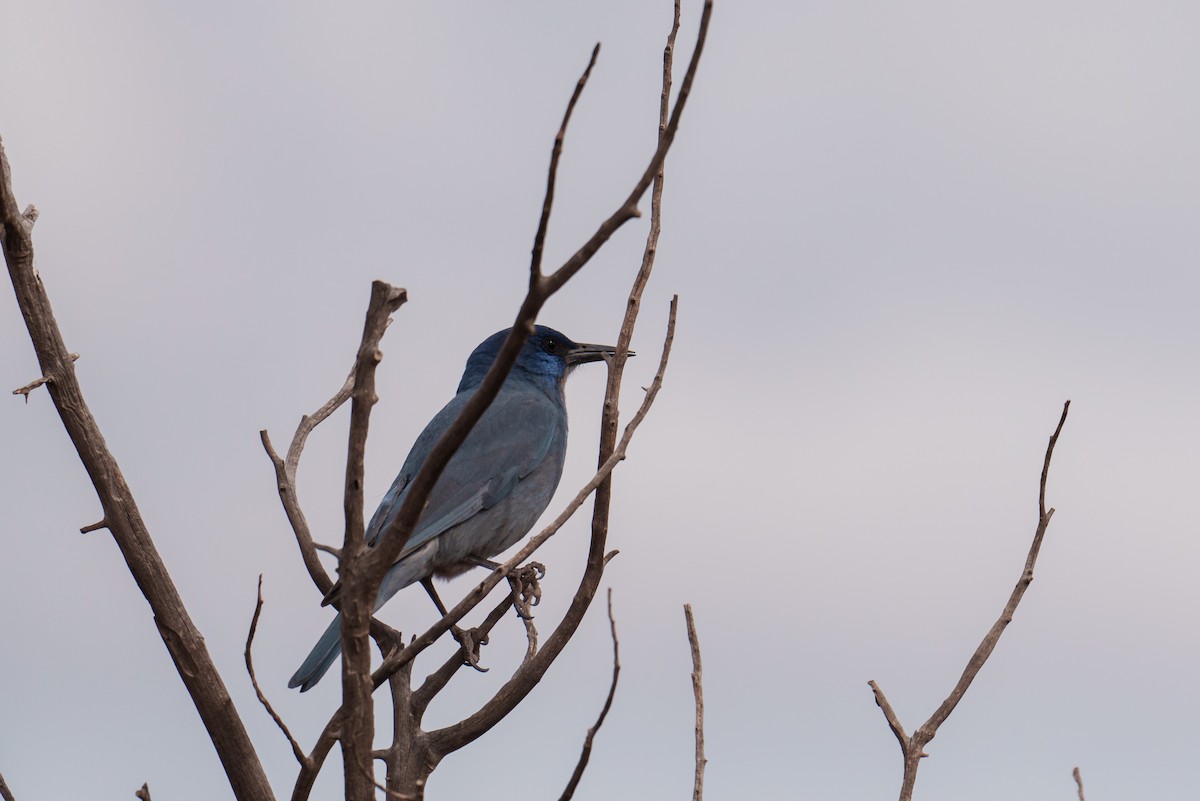 Pinyon Jay - ML616095000