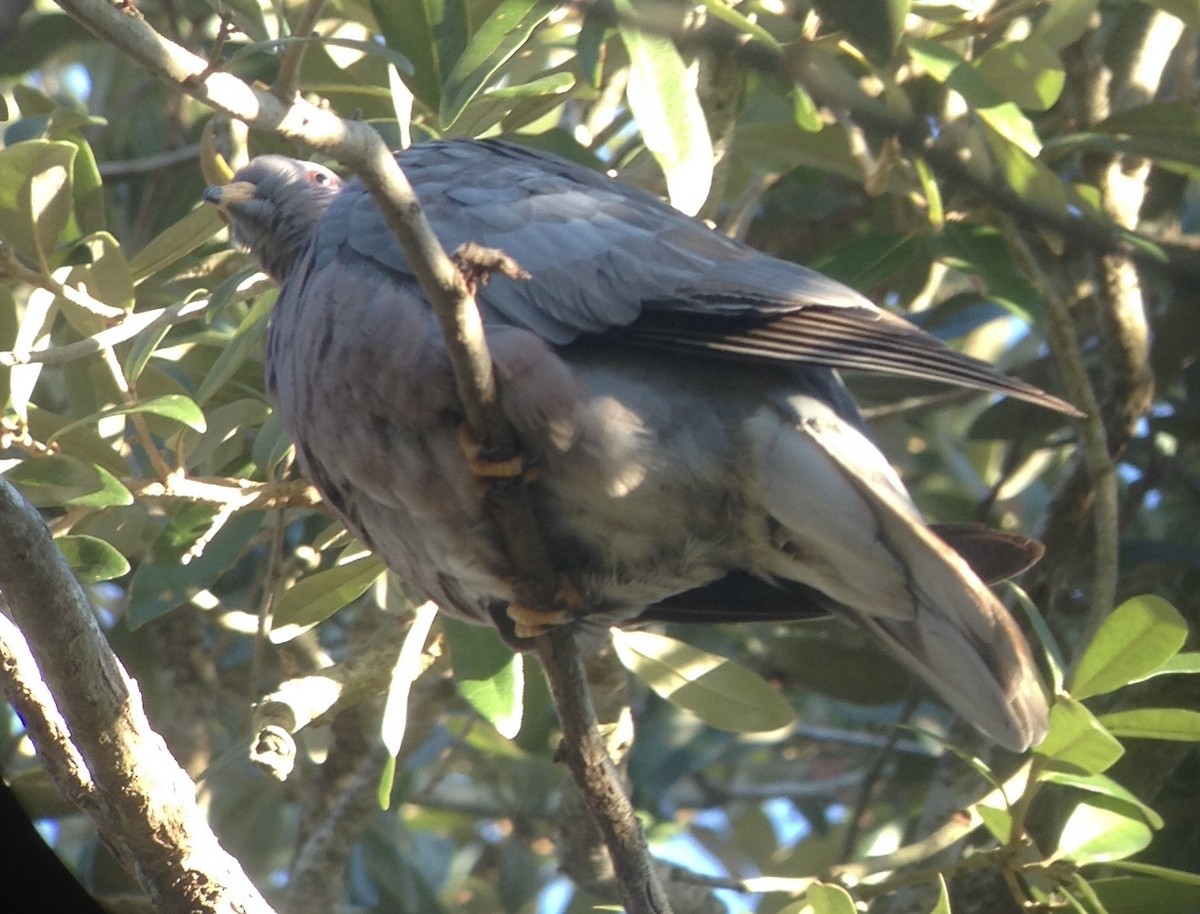 Band-tailed Pigeon - ML616095008