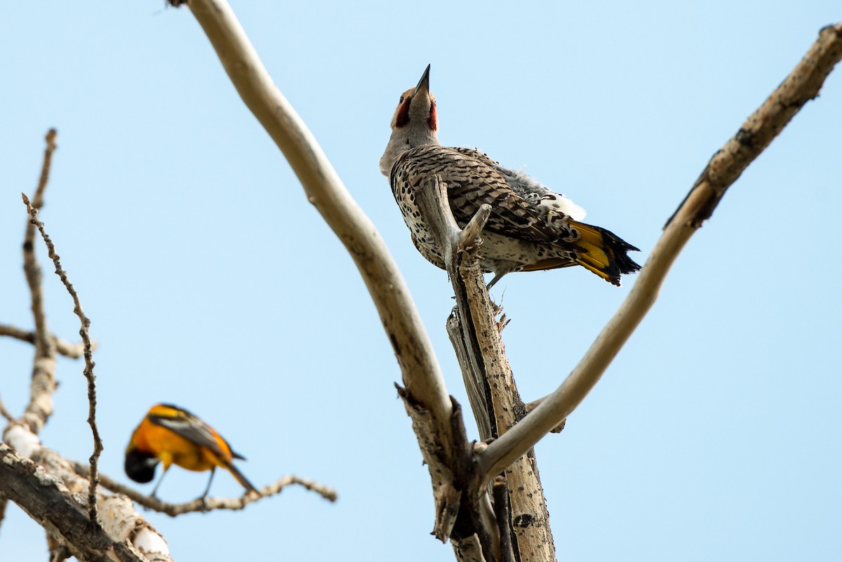 Northern Flicker (Yellow-shafted x Red-shafted) - ML61609501