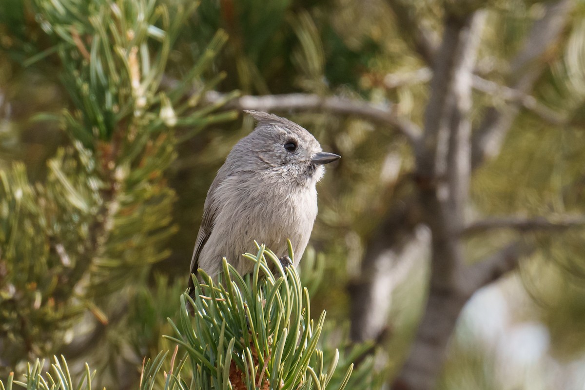 Juniper Titmouse - ML616095023