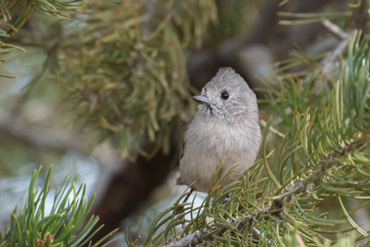 Juniper Titmouse - ML616095024