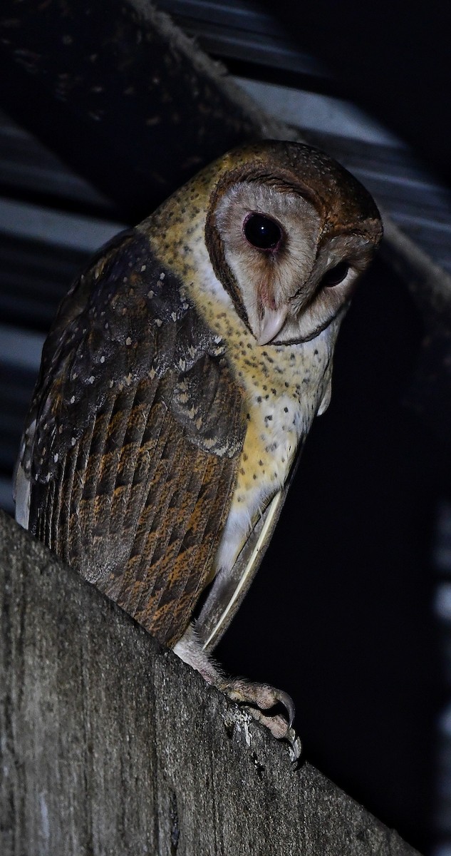Andaman Masked-Owl - ML616095063