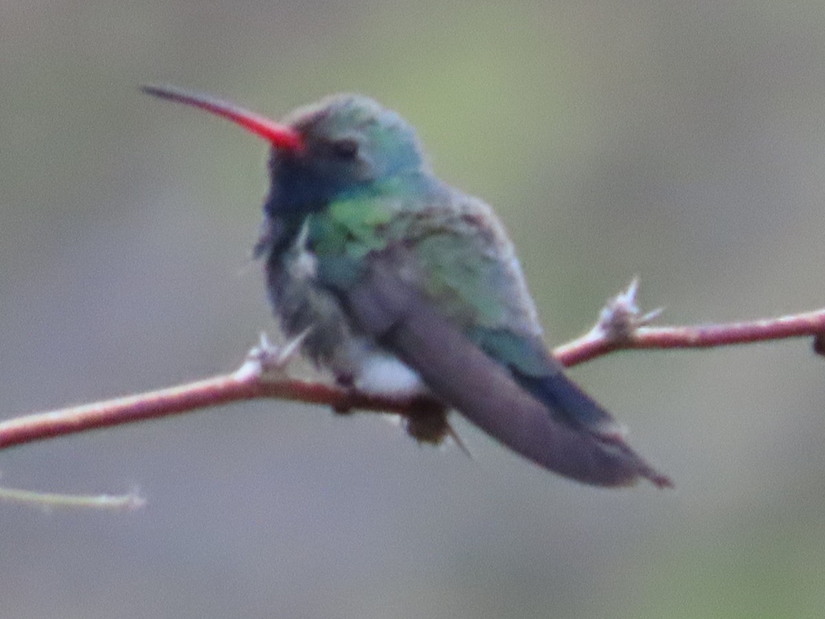 Broad-billed Hummingbird - ML616095065