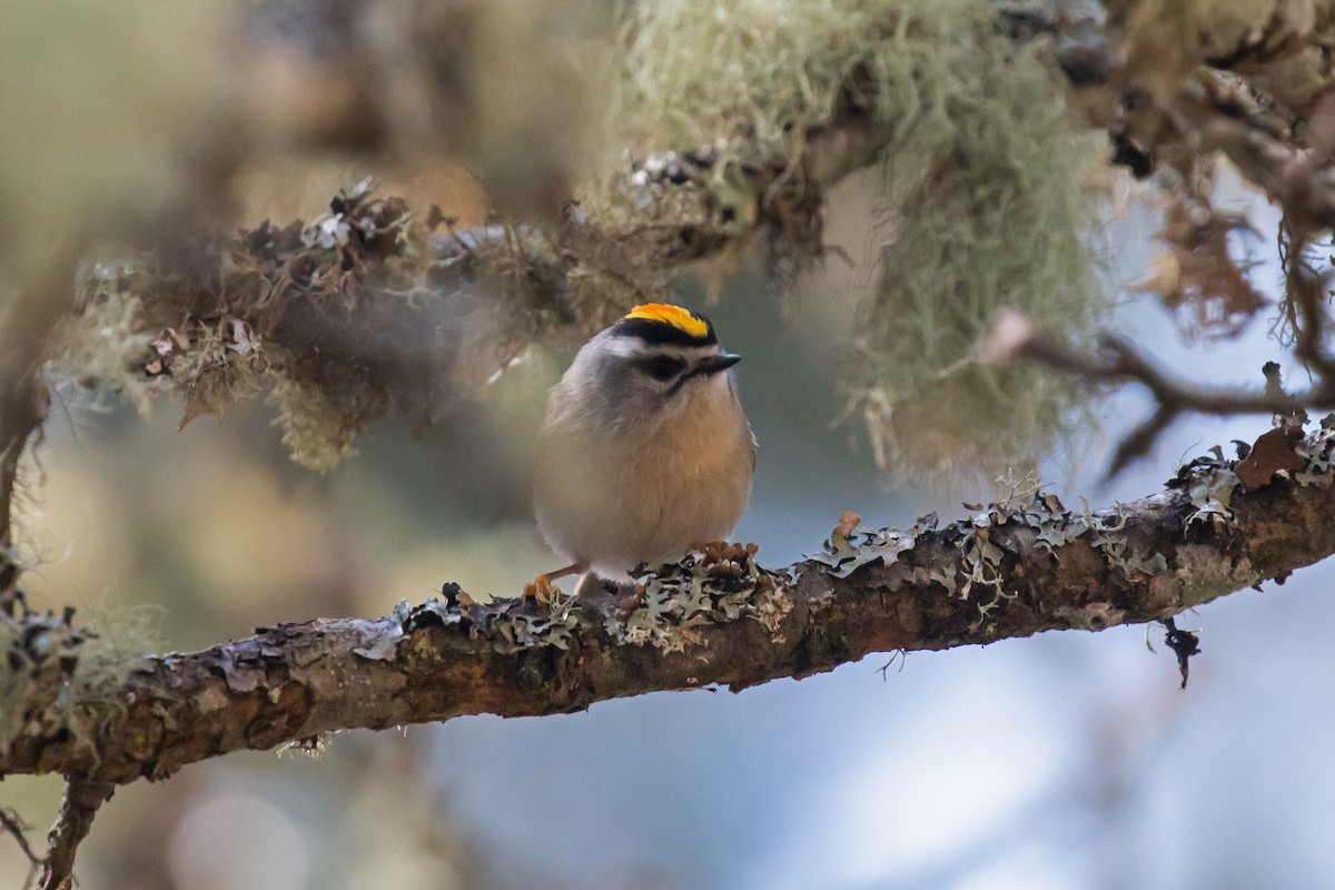 Golden-crowned Kinglet - ML616095072