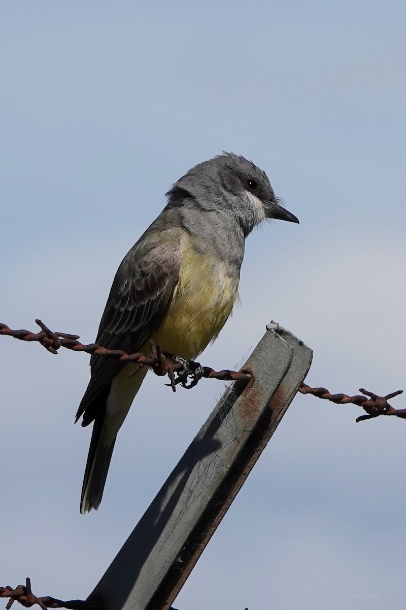 Cassin's Kingbird - Steve Neely