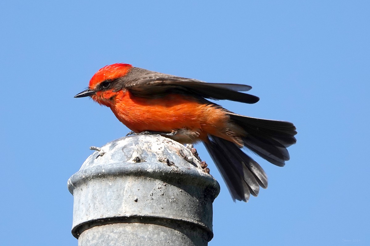 Vermilion Flycatcher - Steve Neely