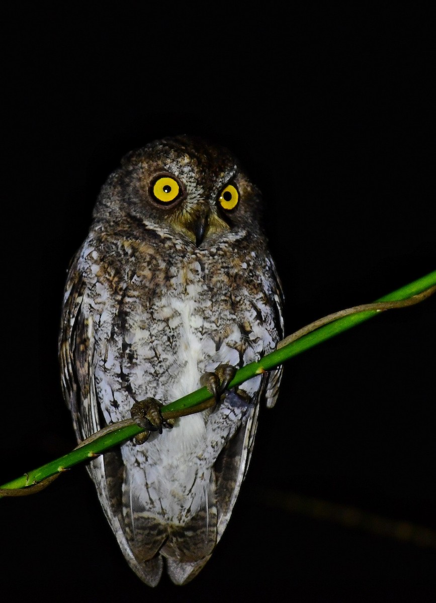 Oriental Scops-Owl (Walden's) - ML616095094