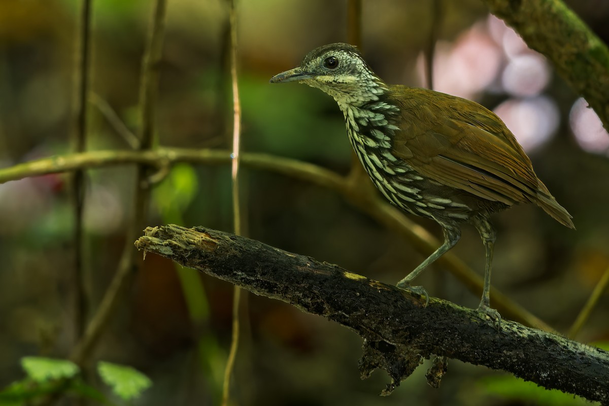 Bornean Wren-Babbler - ML616095107