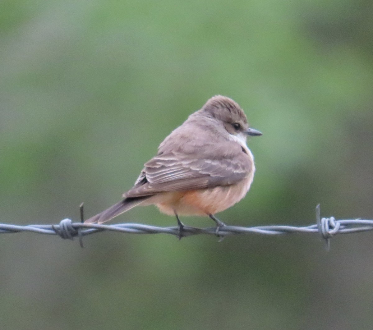 Vermilion Flycatcher - ML616095118