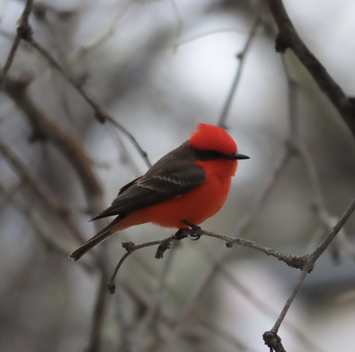 Vermilion Flycatcher - ML616095120